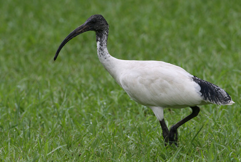 Sacred Ibis