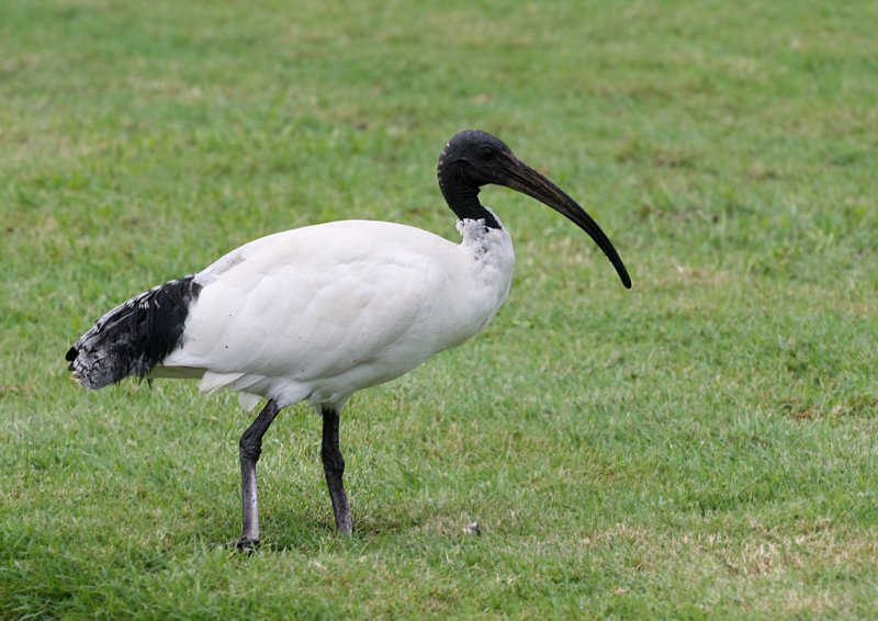 Sacred Ibis