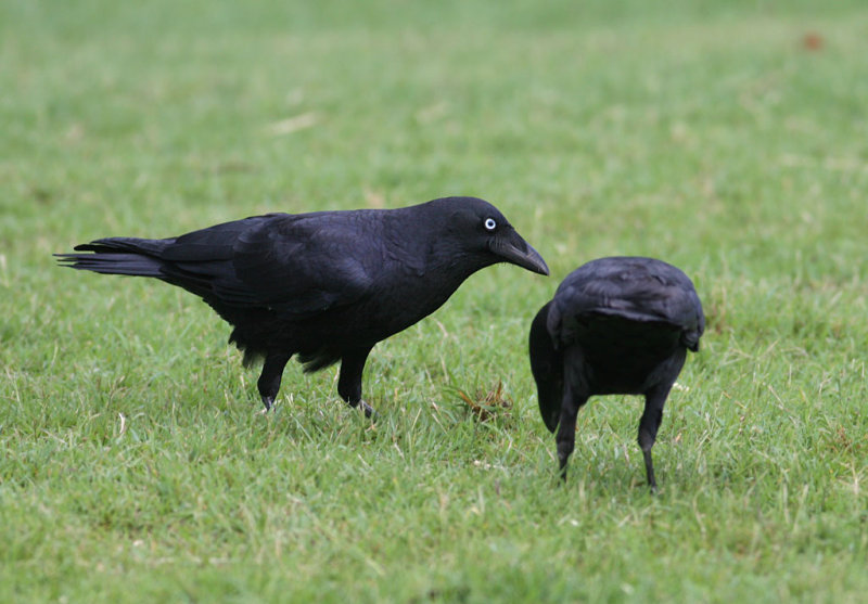 Torresian Crow