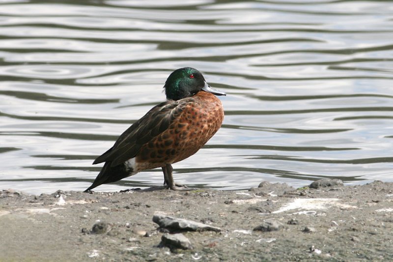 Chestnut Teal