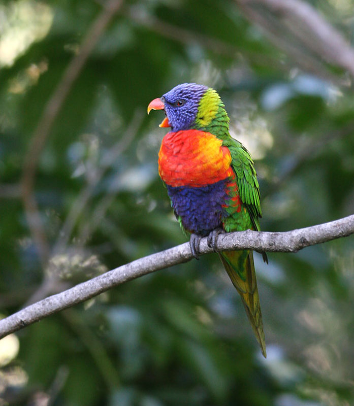 Rainbow Lorikeet