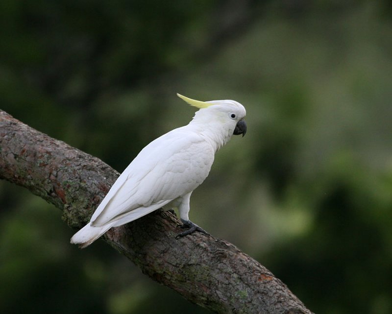 Sulphur-crested Cockatoo