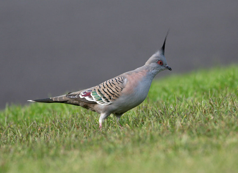 Crested Pigeon