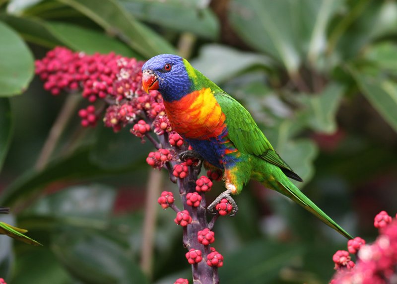 Rainbow Lorikeet