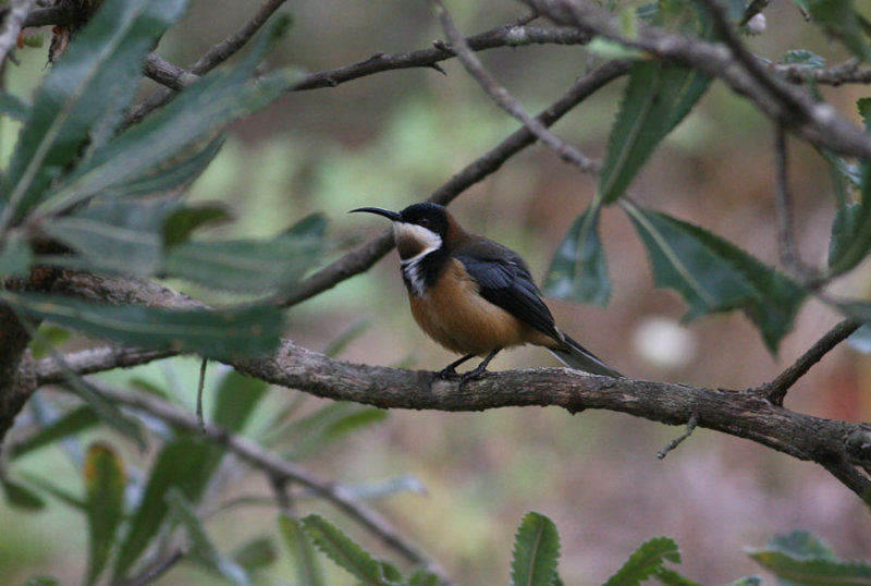 Eastern Spinebill