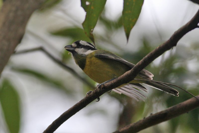 Crested Shrike-Tit