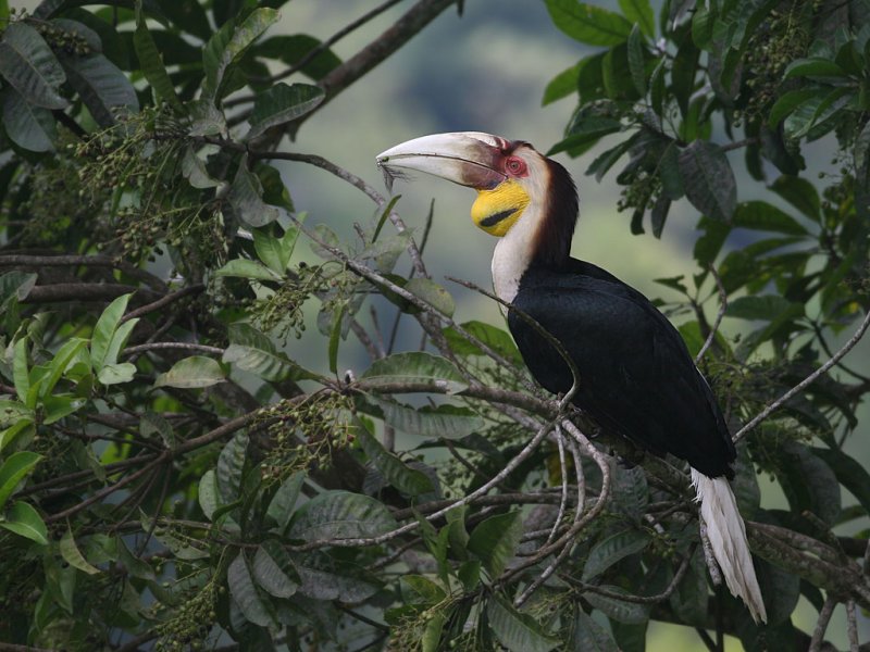 Wreathed Hornbill, juvenile