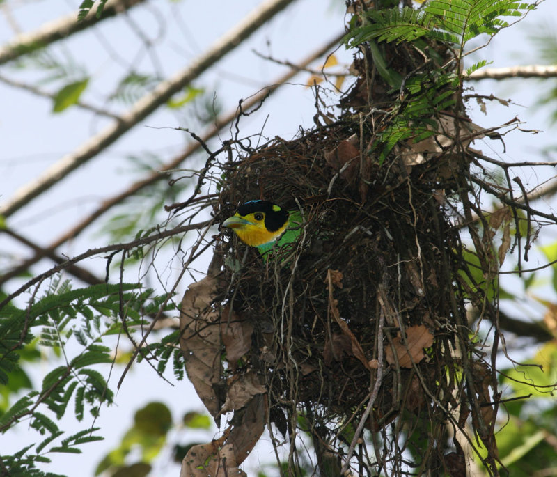 Long-tailed Broadbill