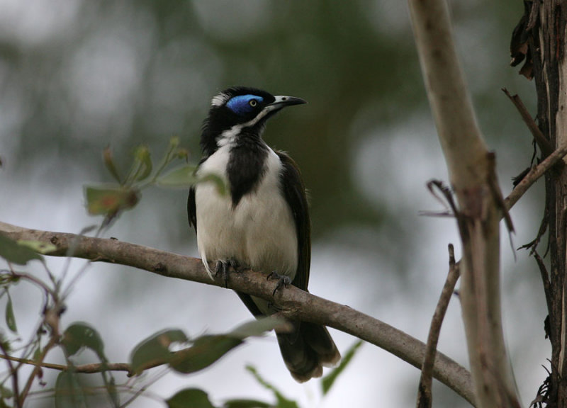 Blue-faced Honeyeater, adult