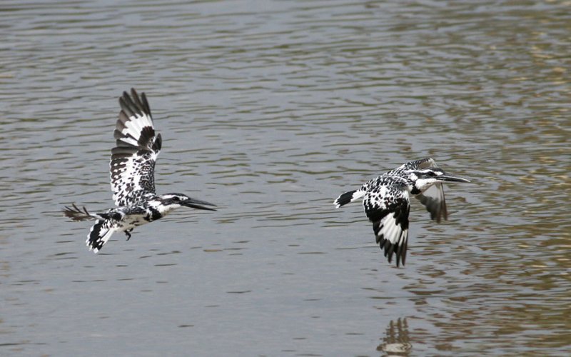 Pied Kingfishers