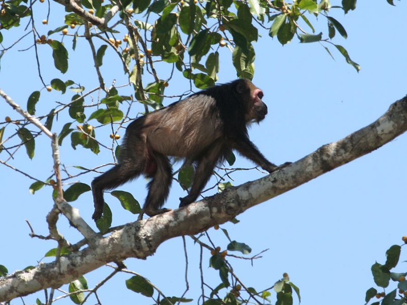 Stump-tailed Macaque