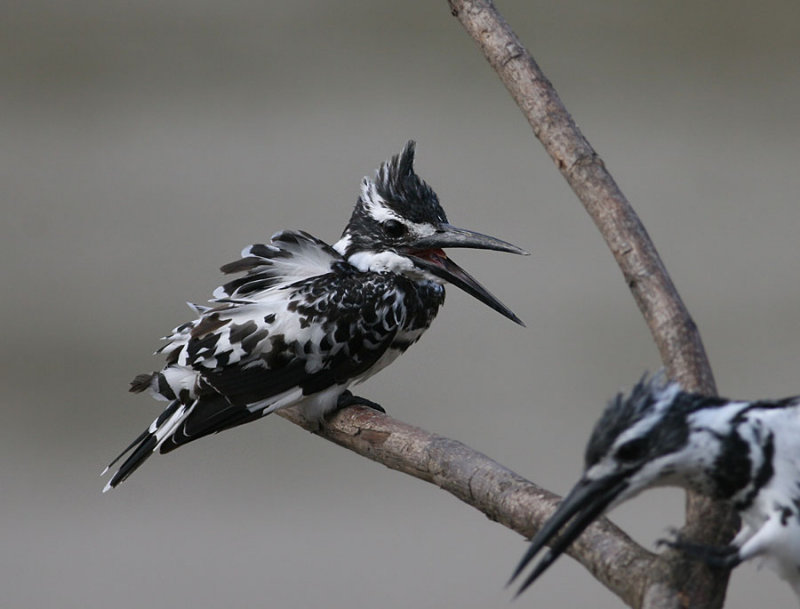 Pied Kingfisher