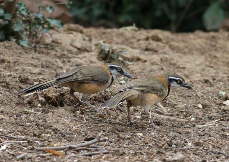 Lesser Necklaced Laughingthrushes