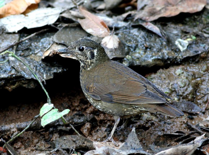 Dark-sided Thrush