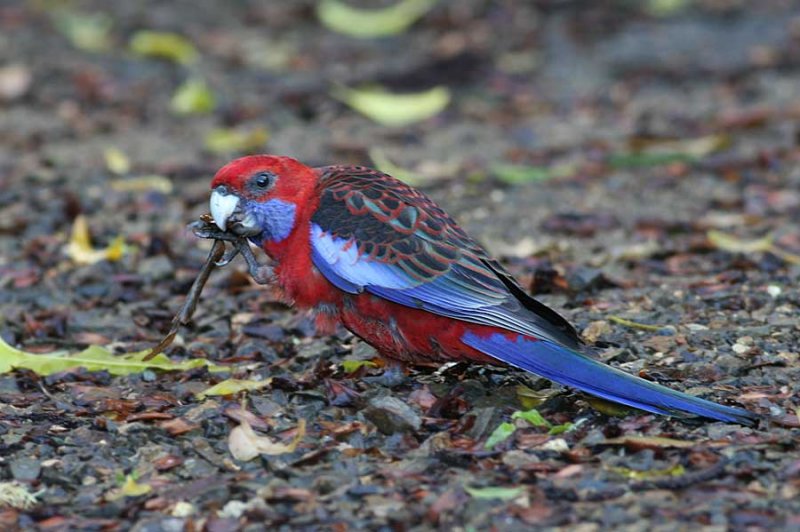 Crimson Rosella