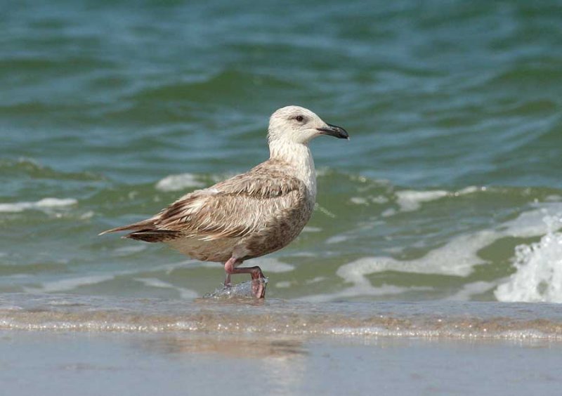 Slaty-backed Gull