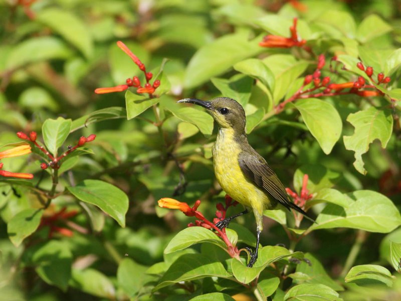 Olive-backed Sunbird, fem