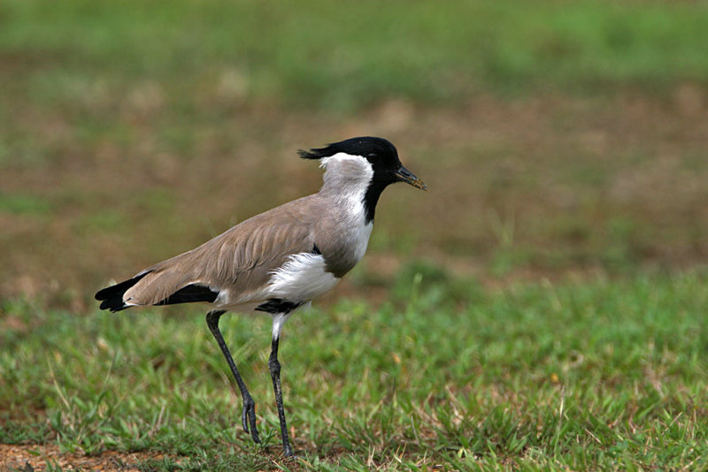 River Lapwing