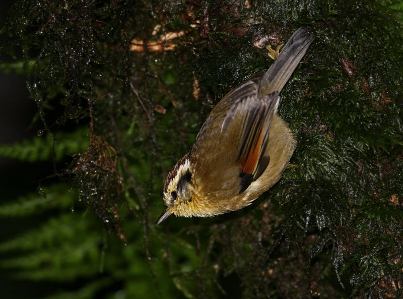 Rufous-winged Fulvetta