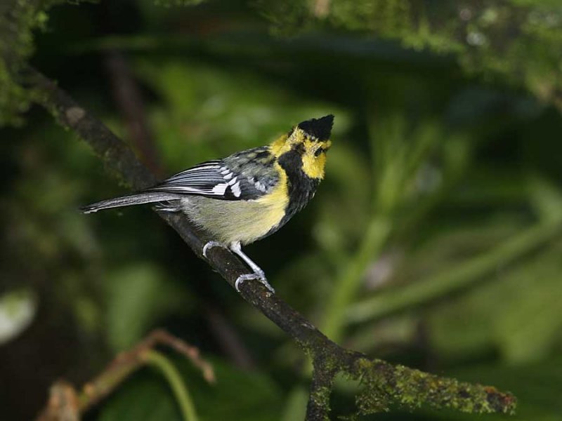 Yellow-cheeked Tit