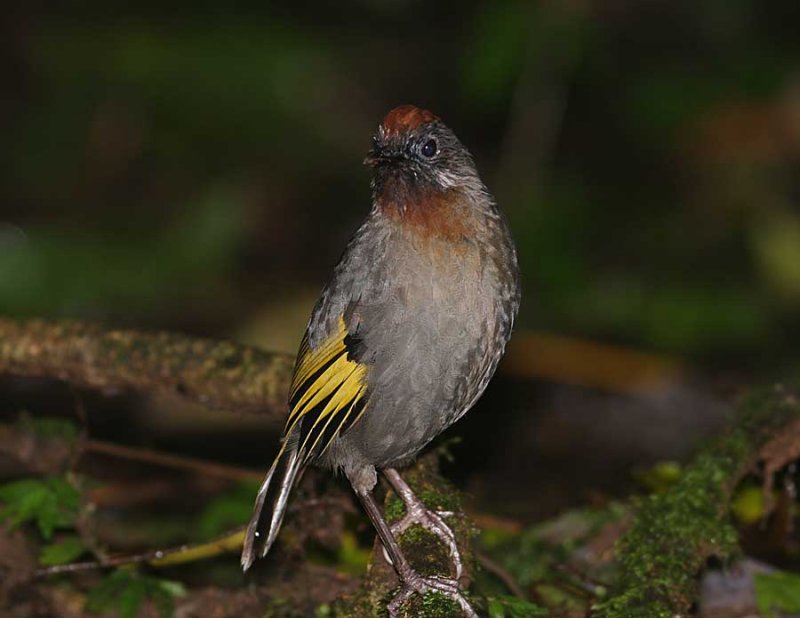 Silver-eared Laughingthrush (Chestnut-crowned)