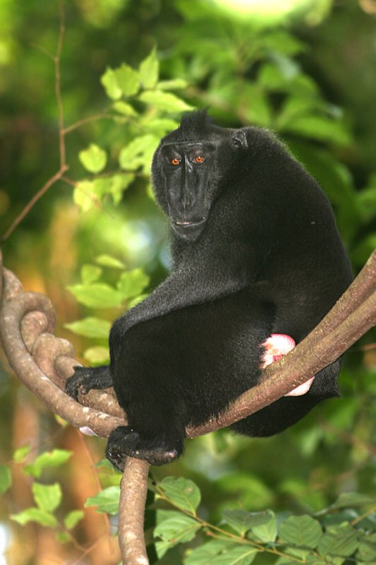 Black-crested Macaque