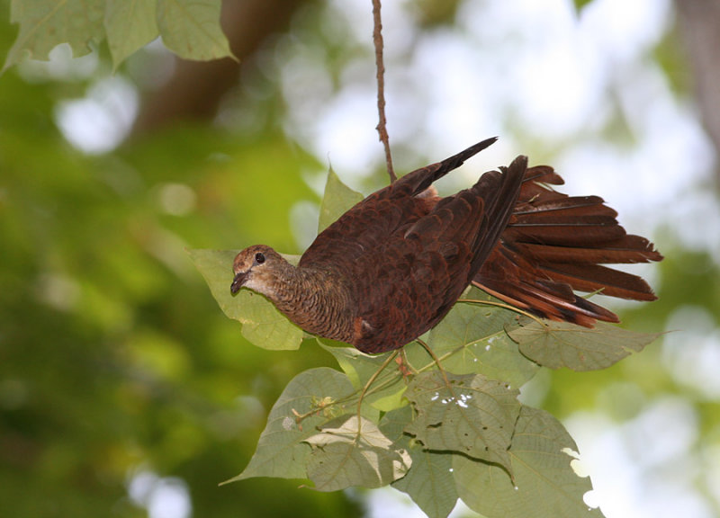 Sultan's Cuckoo Dove