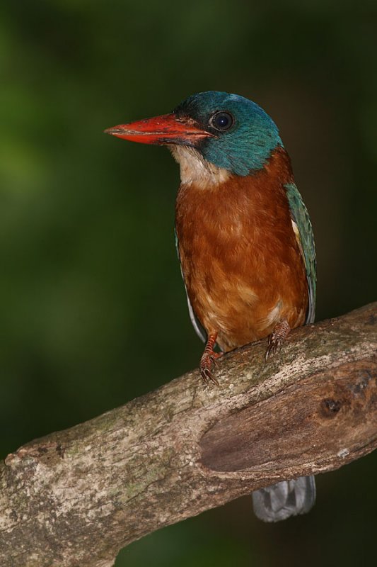 Green-backed Kingfisher