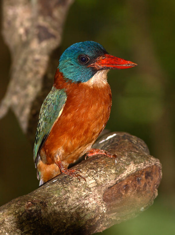 Green-backed Kingfisher