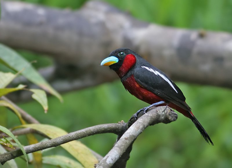 Black-red Broadbill