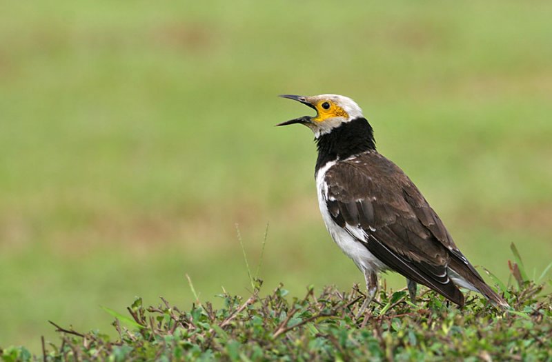 Black-collared Starling