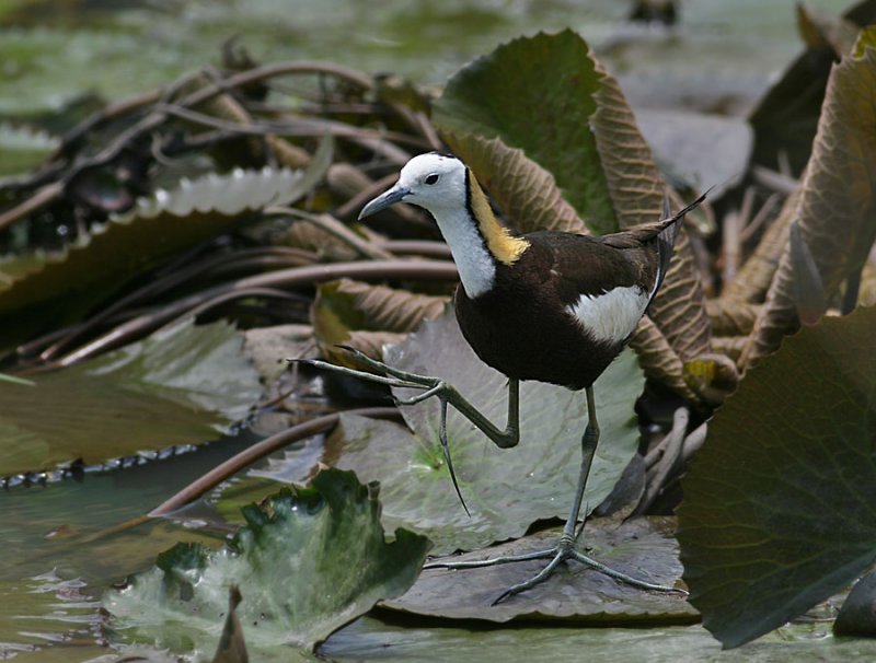 Pheasent-tailed Jacana