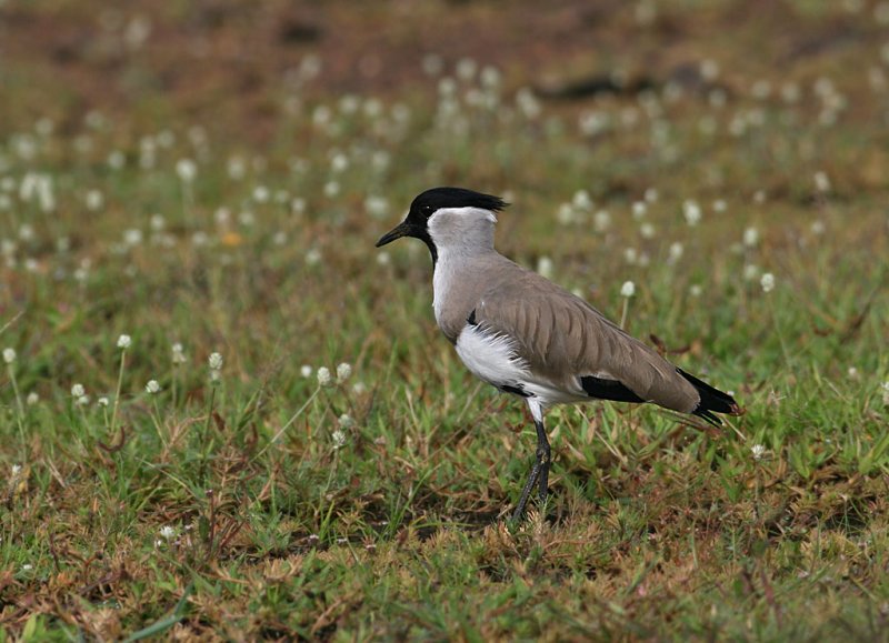 River Lapwing