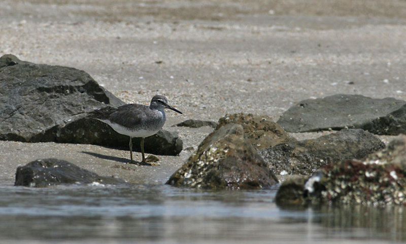 Grey-tailed Tattler