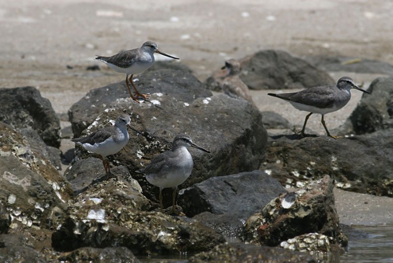 Grey-tailed Tattlers