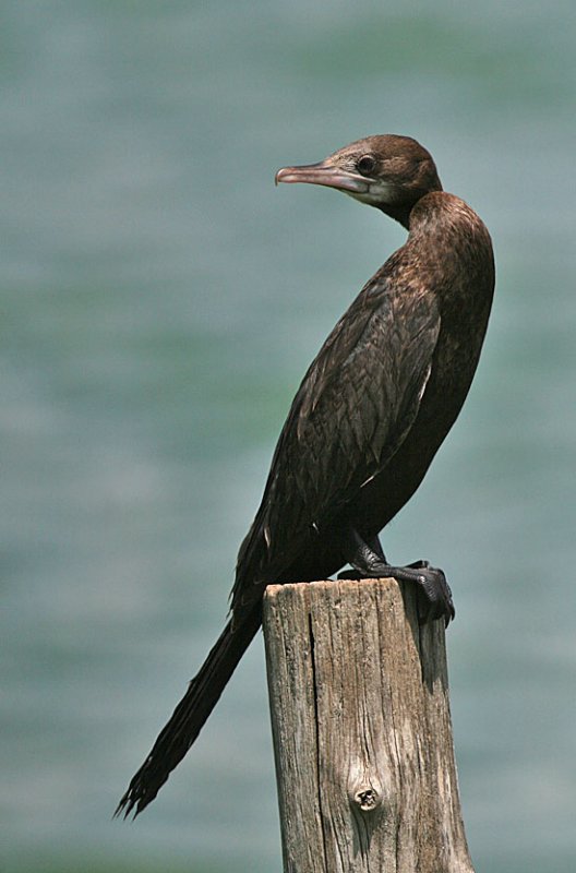 Little Cormorant