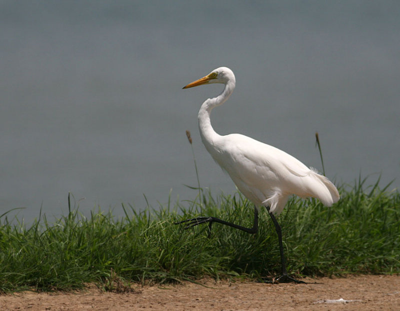 Intermediate Egret