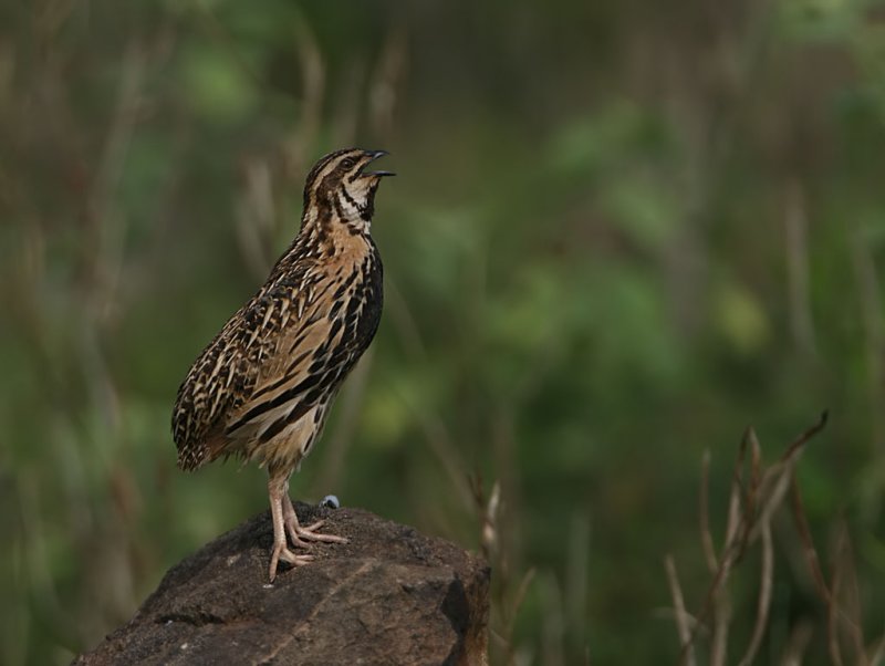 Rain Quail