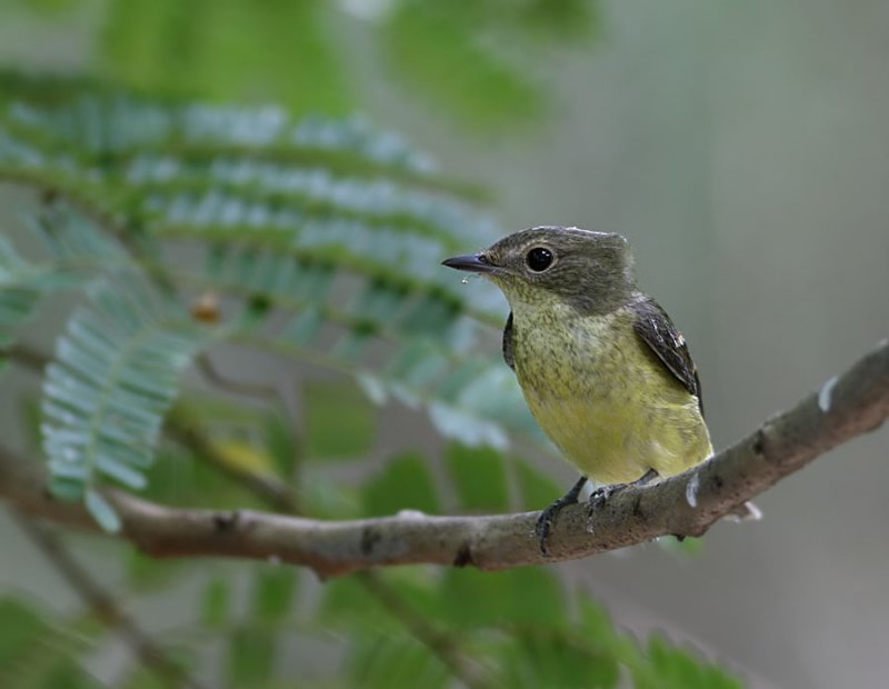 Yellow-rumped Flycatcher