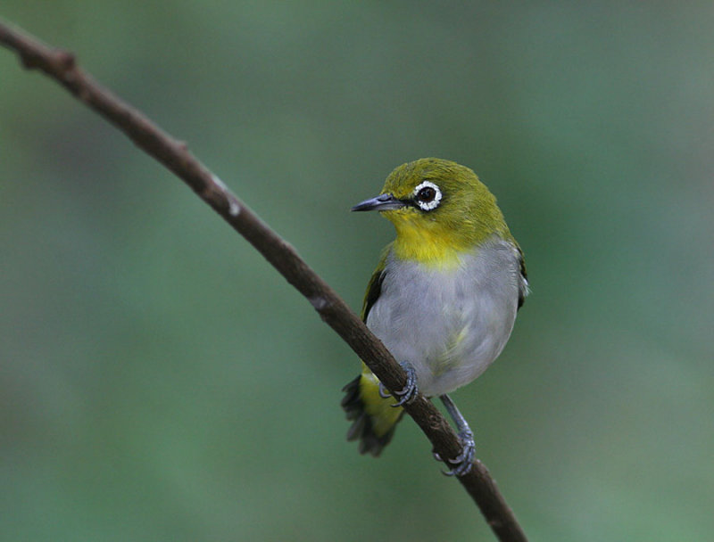 Swhinhoes White-eye