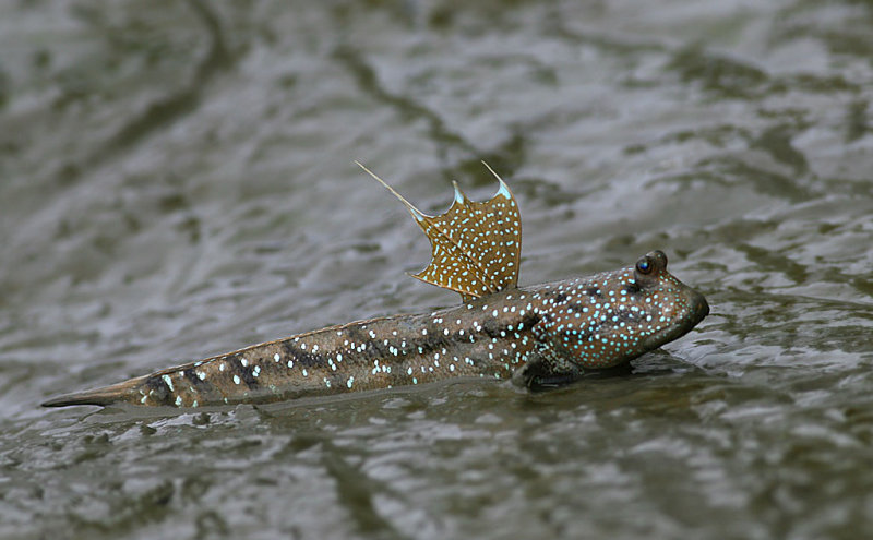 mudskipper