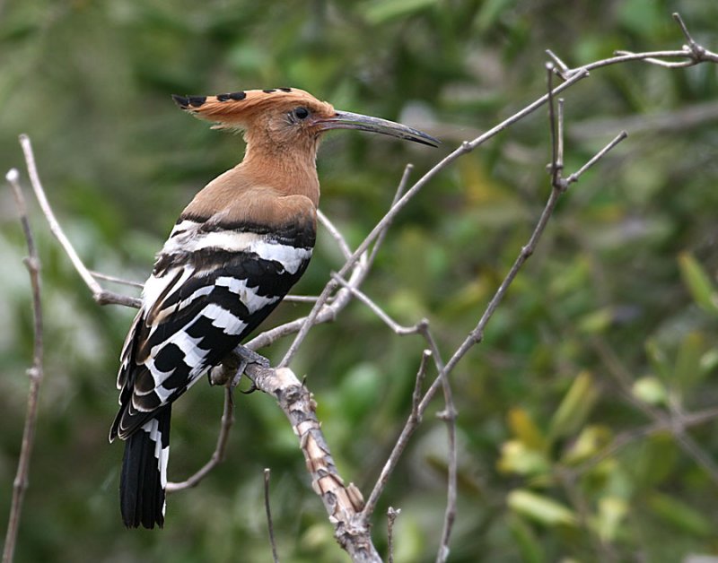 Common Hoopoe