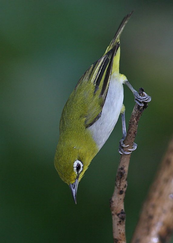 Swinhoe's White-eye