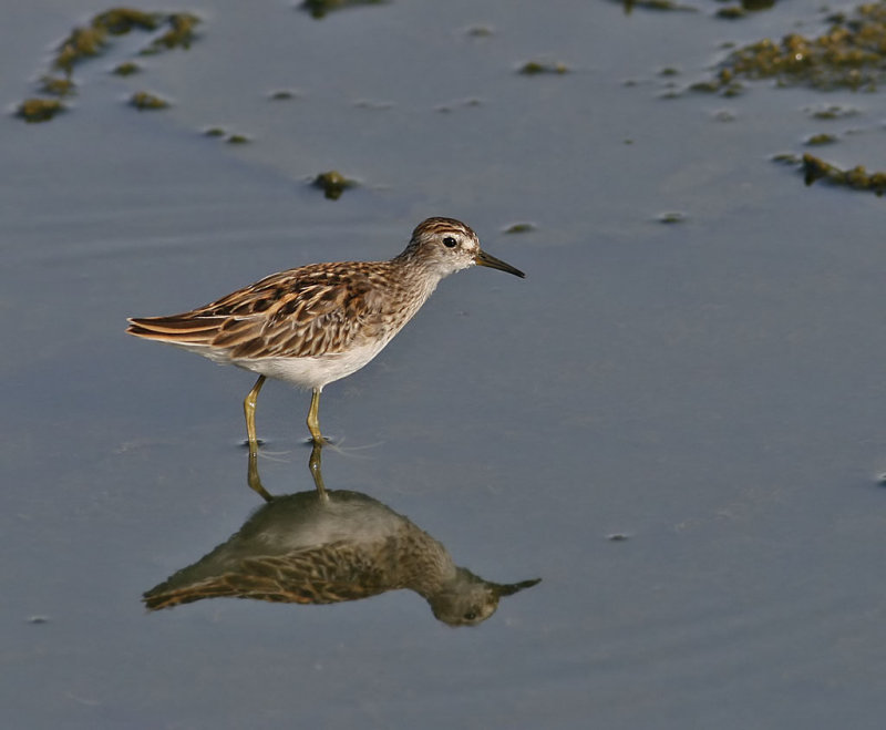 Long-toed Stint