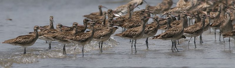 Whimbrels