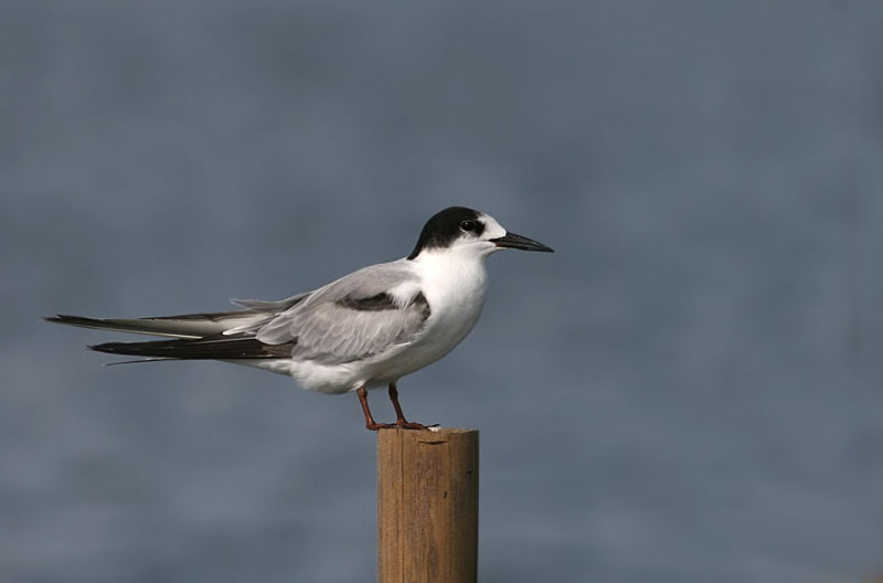 Common Tern