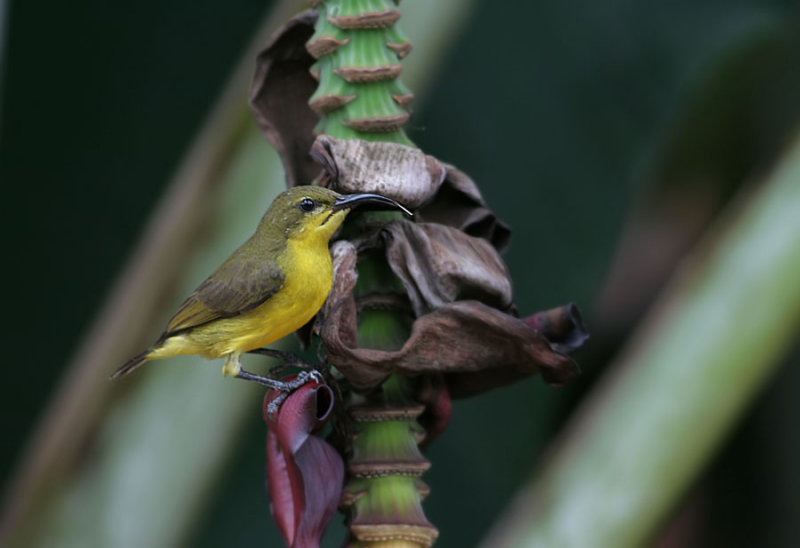 Olive-backed Sunbird