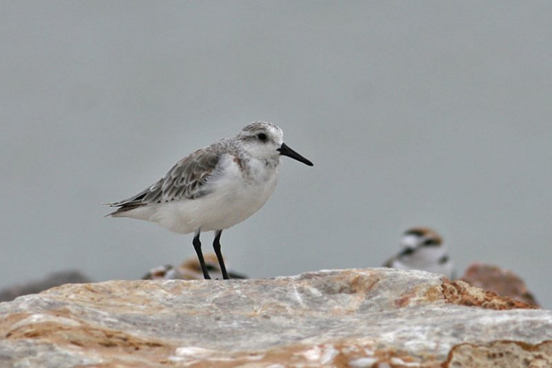 Sanderling