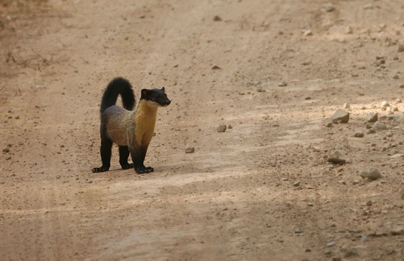 Yellow-throated Marten