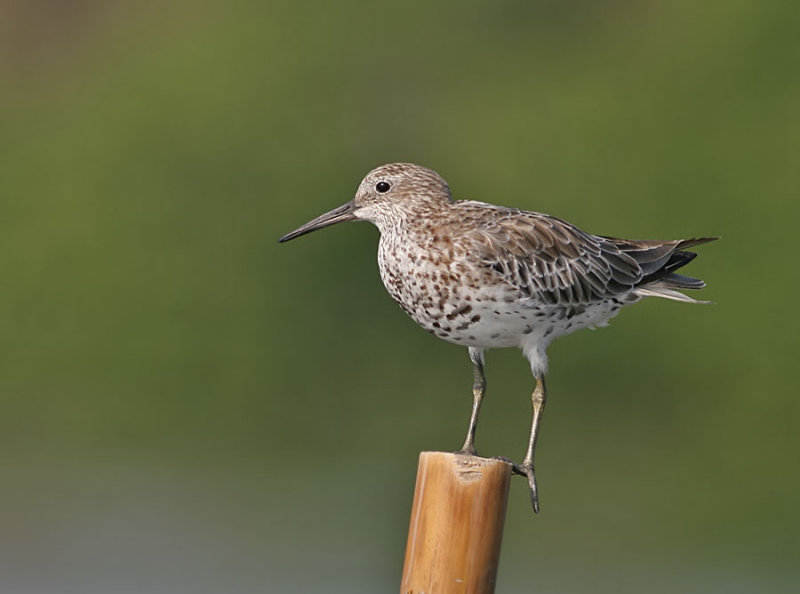 Great  Knot